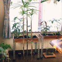 シュロチク,棒の日,ポコの見切り品,観葉植物チームの画像