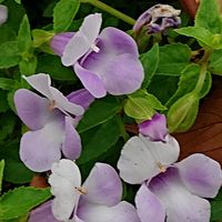 ニーレンベルギア,ニーレンベルギア,メカルドニア,メカルドニア,トレニアカタリーナの画像