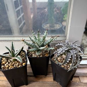 アロエ エリナケア,氷山,ディッキア リトルウィング,多肉植物,お気に入りの画像