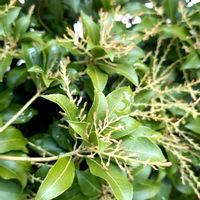 アセビ,馬酔木,馬酔木(アセビ）,アセビの花芽の画像