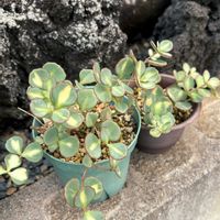 ミセバヤ,多肉植物,鉢植えの画像