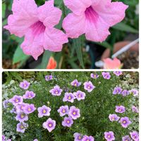 ニーレンベルギア,ルエリア,鉢植え,お花は癒し,GSでの繋がりに感謝の画像