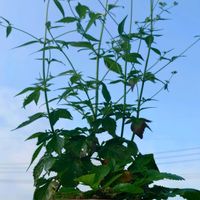 オトコエシ,オトコエシ,オトコエシ,ニワゼキショウ,ニワゼキショウの画像