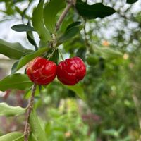 アセロラ,アセロラの花,アセロラの木,フルーツの木,家庭菜園の画像