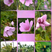 タチアオイ,アルセア,ミニタチアオイ,アルセアカンナビナ,アルセア蕾の画像