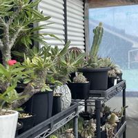 サボテン,オルテゴカクタス・マクドガリー,マクドガリー錦,子株,雨上がりの画像