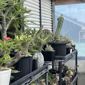 サボテン,オルテゴカクタス・マクドガリー,マクドガリー錦,子株,雨上がりの画像