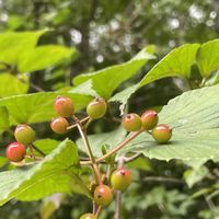 ヤブデマリ,落葉低木,木曜は木の画像