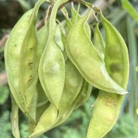 ハナズオウ,ハナズオウ,公園,花壇,ガーデニングの画像