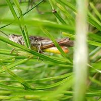 スギナ,バッタさん,庭の画像