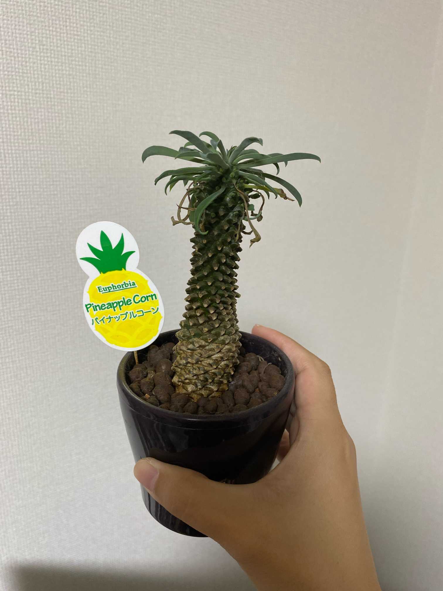 パイナップルコーン｜🍀GreenSnap（グリーンスナップ）