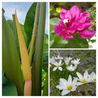 ジューンベリー,ジューンベリー,タマスダレ,ブーゲンビリア,レッドロビンの画像