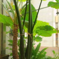 サンスベリア キリンドリカ,サンセベリア スタッキー,サンセベリア,観葉植物,botanical lifeの画像