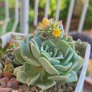 多肉植物,水やり,極狭ベランダ,今日も、頑張りましょう❣️,ワンワン祭りの画像