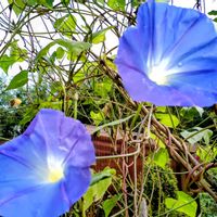 サルビア,ニーレンベルギア,ブルースター,ロベリア,しあわせを運べるようにの画像