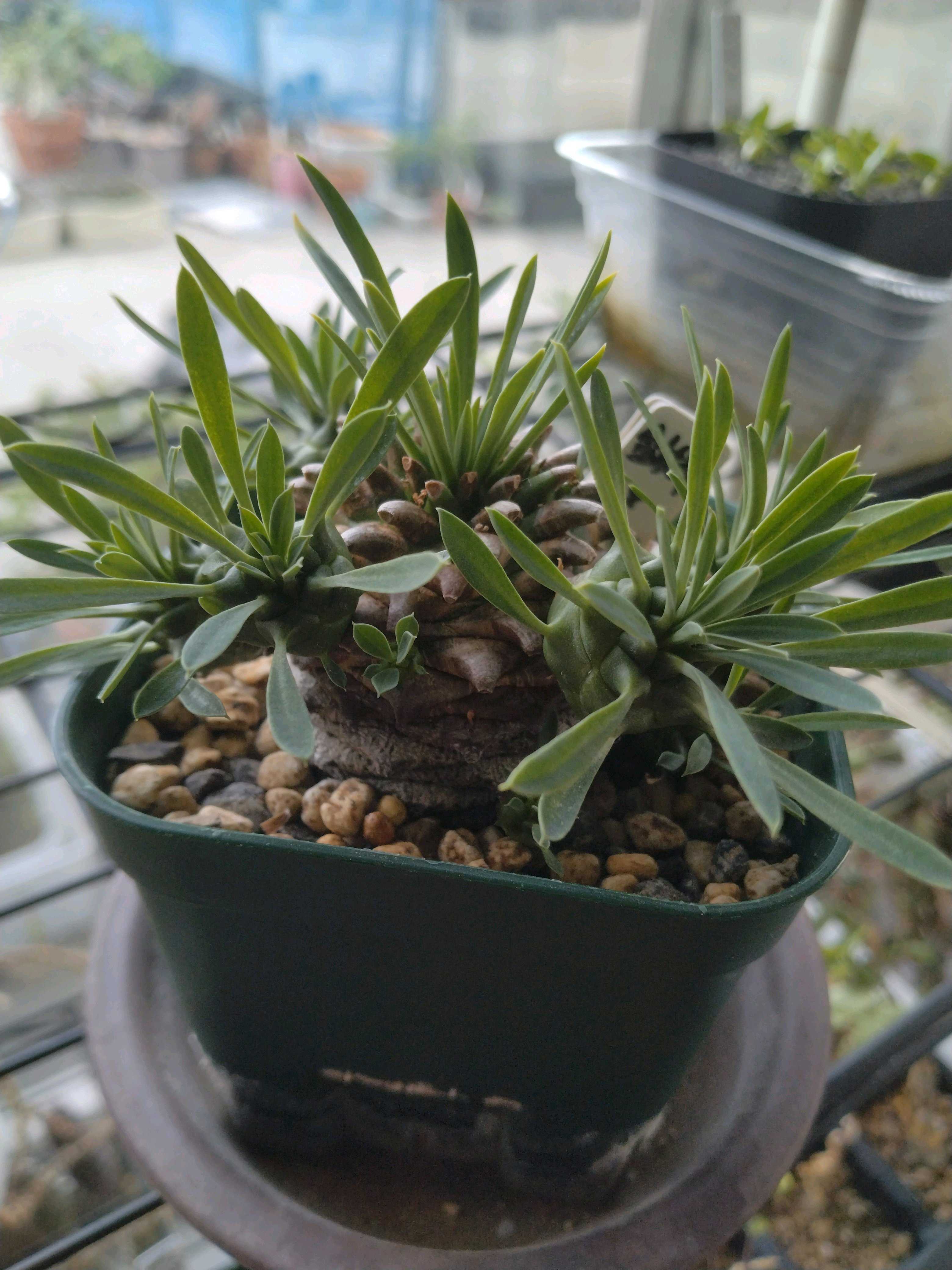 8/11 ユーフォルビア オベサ × 鉄甲丸 国内実生株 8cm鉢