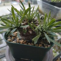 オベサ,ユーフォルビア 鉄甲丸,ユーフォルビア・オベサ鉄甲,ユーフォルビアの画像