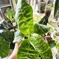 アレカヤシ,ドラセナ　ゴールディアナ,観葉植物,新芽,エンジョイボタニカルライフの画像