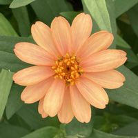 ジニア,お出かけ先にての画像