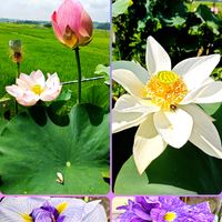 花菖蒲,花ハス,庭の画像