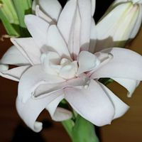 チューベローズ,家の周りで咲いている花の画像