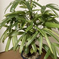 カンノンチク,綾錦,観音竹,観音竹 綾錦,観音竹(かんのんちく)の画像