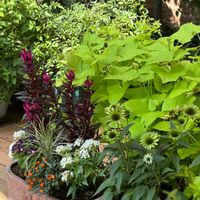 イポメア,イポメア,観賞用トウガラシ,テラスライム,ケイトウ セロシアの画像