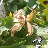 シャクヤク,芍薬(しゃくやく)の花後  種,いつもの公園,これなんだろうクラブ,お散歩ちゃんスタンプの画像