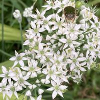 ニラ,お出かけ先にての画像