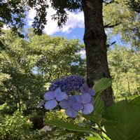 アジサイ,ワスレナグサ,ワスレナグサ,ワサビ,ワスレナグサ(わすれな草)の画像