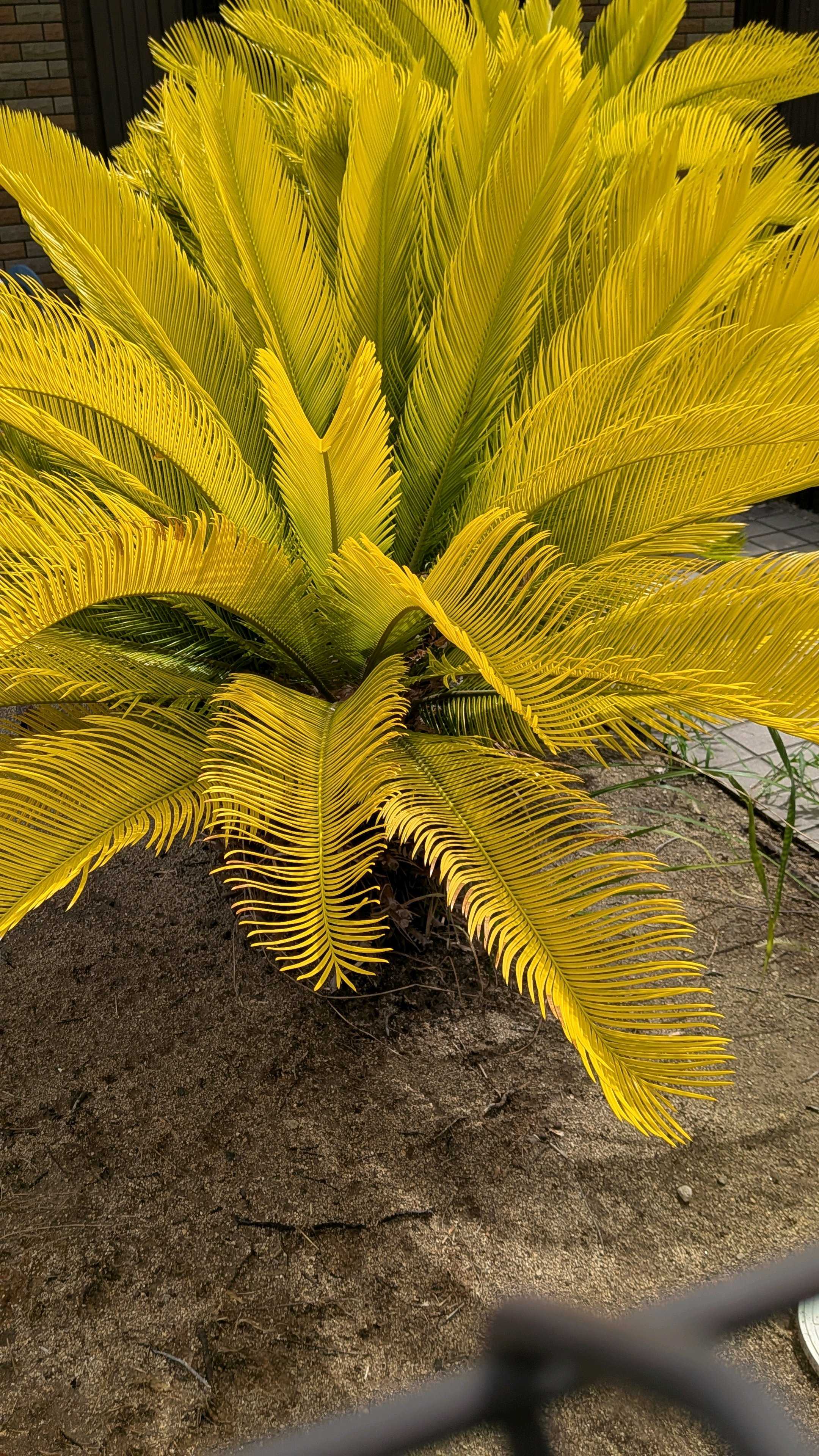 黄金ソテツの一覧｜🍀GreenSnap（グリーンスナップ）