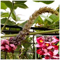 クズ,ロマネスコ,モロヘイヤ,ポットマム ダンテ,ポットマム ダンテの画像