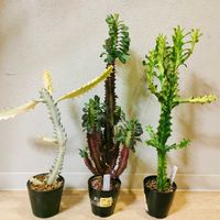 紅彩閣,ユーフォルビア 紅彩閣,ホワイトゴースト,ユーフォルビア属,ユーフォルビア トリゴナの画像