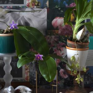 ファレノプシス,クロウェシア ルッセリアナ,クロウェシア ルッセリアナ,開花,開花中の画像