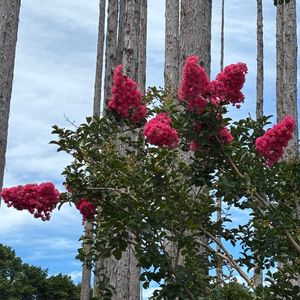ガウラ,ガウラ,サルスベリ,サルスベリ,ロシアンセージの画像