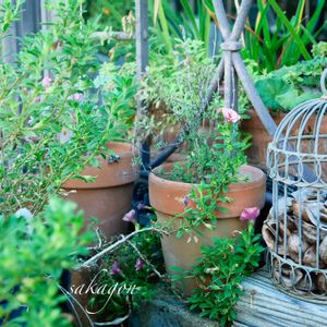 ペラルゴニウム・ラベンダーラス,カリブラコア ティフォシー ’ アンティークシリーズ ’,クルミ,アンティークレンガ,古道具の画像