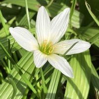 タマスダレ,グレープフルーツ,マンダリンオレンジ（ポンカン）,庭の画像