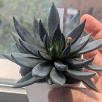 アフィニス,エケベリア アフィニス,エケベリア属,多肉初心者,多肉植物とサボテンの画像