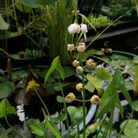 タコノアシ,睡蓮,温帯スイレン,ヤエオモダカ,温帯睡蓮　サイアムビューティーの画像