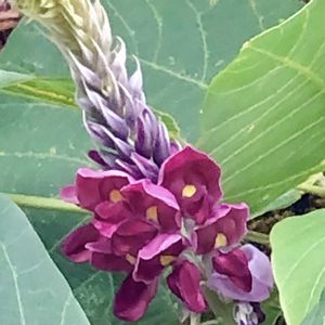 インテリア雑貨,フラワー雑貨,豪雪地,小さな庭の画像