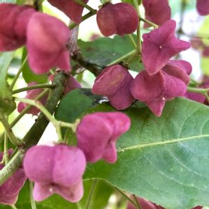 インテリア雑貨,フラワー雑貨,豪雪地,小さな庭の画像