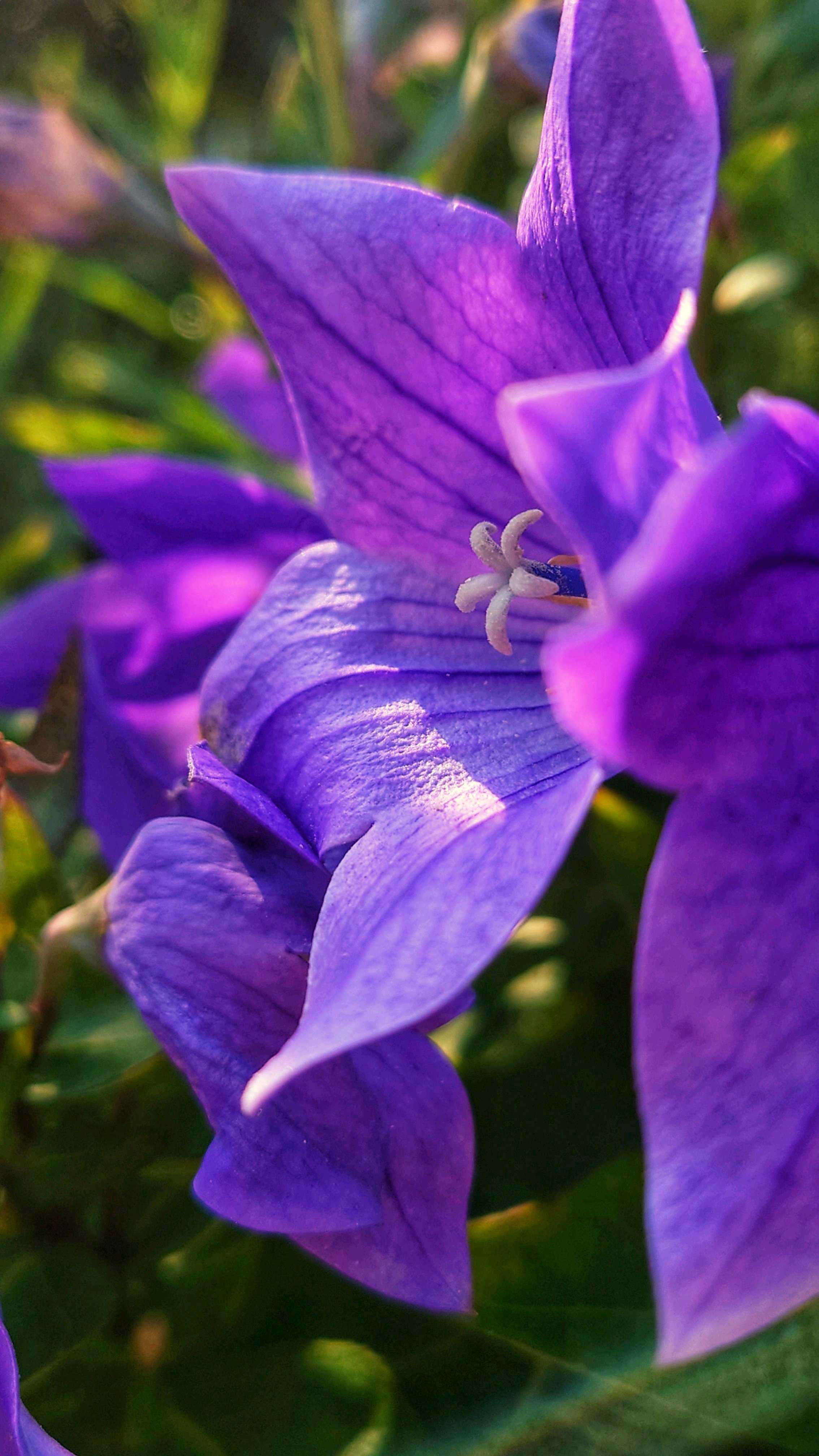 キキョウの投稿画像 by らなたんさん｜紫の花と桔梗と秋の花とお出かけ