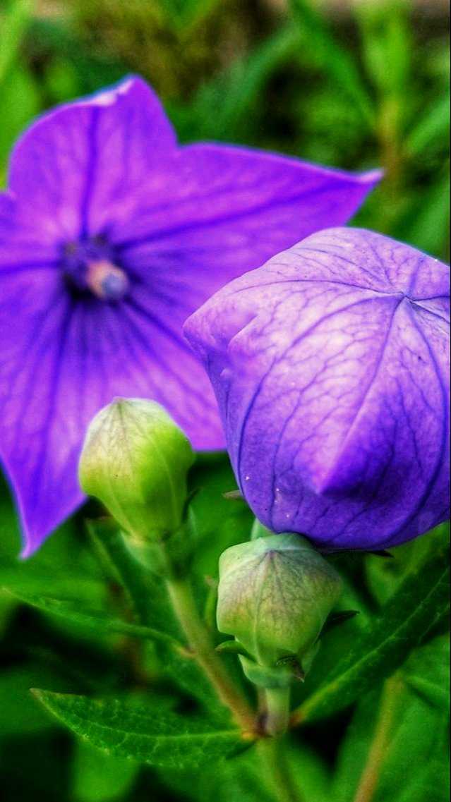 キキョウの投稿画像 by らなたんさん｜紫の花と桔梗と秋の花とお出かけ