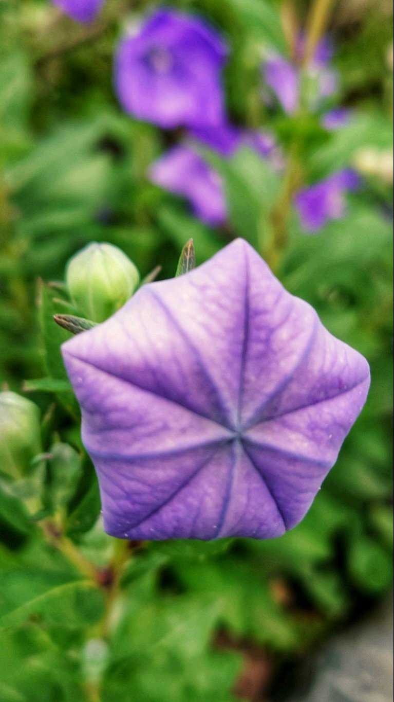 キキョウの投稿画像 by らなたんさん｜紫の花と桔梗と秋の花とお出かけ