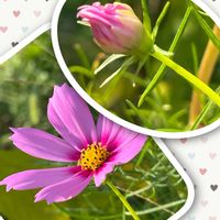 コスモス,九輪塔,バタフライピー,12の巻❓,オルソフィツム グルケニーの画像