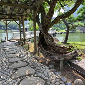 タブノキ,フジ棚,山野草,癒されて,心ほっこりの画像