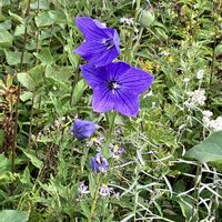 キキョウ,サワギキョウ,ワレモコウ,吾亦紅,山野草の画像