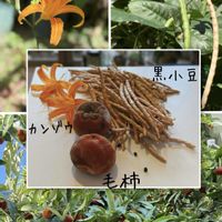 クワンソウ,カンゾウ,ケガキ,黒小豆,アキノワスレグサの画像