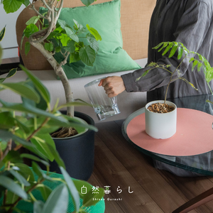 観葉植物,植物のある暮らし,肥料,自然のある暮らし,観葉植物のある暮らしの画像