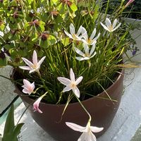 ゼフィランサス,ラッキークローバーの画像